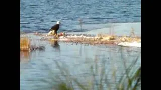 This Eagle knocked this duck out of the air and had to swim half way cross lake.