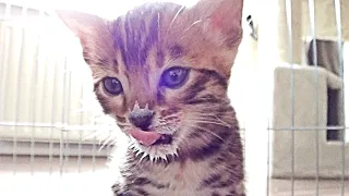 Bengal Kitten loves kitty milk