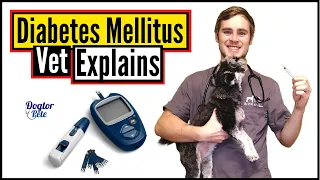 How To Keep Your Diabetic Dog Live A Long & Happy Life | Vet Explains