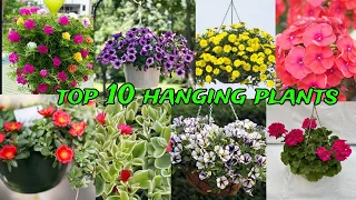 top 10 hanging flower plants in India | best hanging basket flower plant for balcony | hanging plant