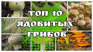 ТОП 10 ЯДОВИТЫХ ГРИБОВ