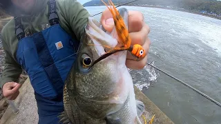 Hybrid Striper and Walleye Ohio River Dam Fishing