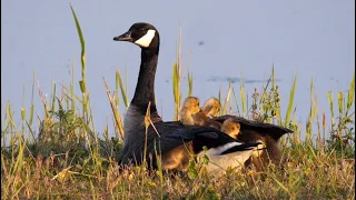 Canada Geese with Goslings