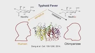 Anthropogeny and Medicine-Human-Specific Diseases; Heart Disease; Inflammation and Disease