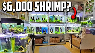 Hobbyist Breeds Award-Winning Shrimp!