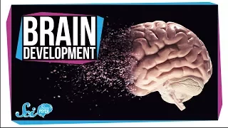 When Does Your Brain Stop Developing?