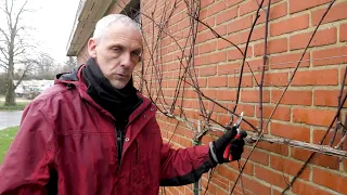 Comment et quand tailler une vigne ?