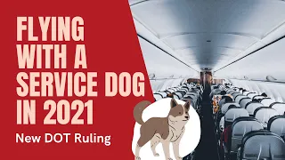 Flying with a Service Dog in 2021 | New US DOT Rules