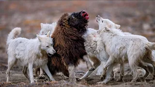 15 Times When Wolves Brutally Attack Their Prey