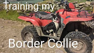 Training my Border collie sheepdog, #sheep #sheepfarming #lambing #lambs #farmlife #animal #shepherd