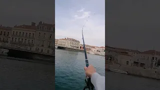 Nouveau système pour pêcher la dorade, ⛵