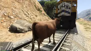 Dumb Cow Vs Train Head On Collision (GRAPHIC)