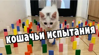 кошки и препятствия / cats and obstacles