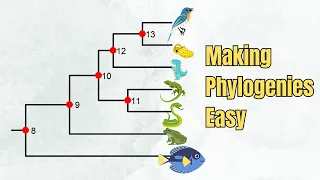 How To Read A Phylogenetic Tree | Introduction + 5 Exercises!