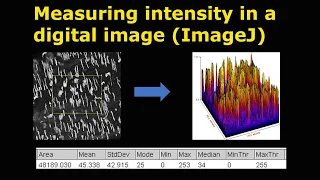 Measuring intensity in a digital image (ImageJ)