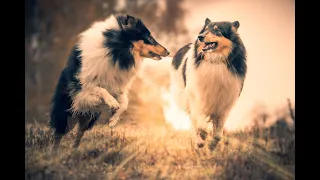 Der Collie im Video. Ein liebevoller Hundefilm unserer treuen Fellnasen