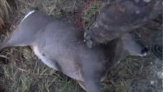 roe deer shot with a .243