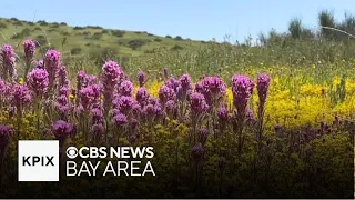 Wildflower show lingers on Carrizo Plain thanks to recent rain