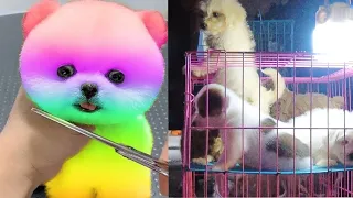 Tik Tok 2023 Chó Phốc Sóc Mini 😍 Funny and Cute Pomeranian 😺🐶 | cute animals384