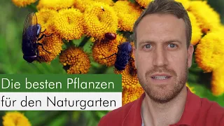 Diese 5 Insekten-Pflanzen dürfen in deinem Garten nicht fehlen! Für: Gartenboden, sonnig, trocken