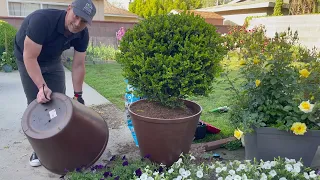 Upgrade Your Containers with this Inexpensive Idea | Gardening with the Williams'