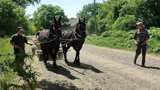 ПРЕКРАСНІ ПЕРШЕРОНИ😍/НАВЧАННЯ АРІЇ ТА ЛЕГЕНДИ