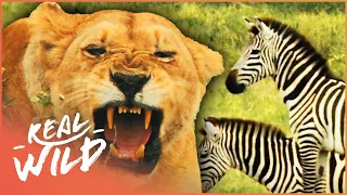 Near-Death Animal Escapes From Deadly Predators | Deadly Games | Real Wild