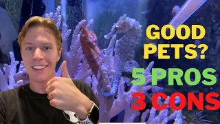Do Seahorses Make Good Pets? 5 Pros and 3 Cons to owning seahorses!