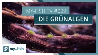 Grünalgen im Aquarium | Tipps zur Bekämpfung von grünen Algen | my-fish TV