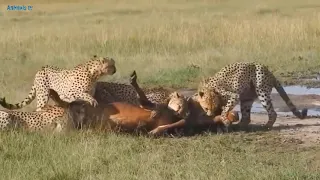 Дикие кошки. Леопард в деле. Гепард атакует. Гепард и зебра. Леопард и бородавочник.
