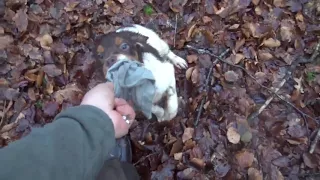 Noé va chasser la bécasse et le canard