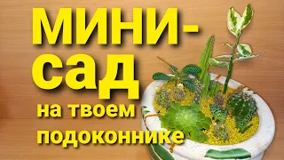 Композиция КАКТУСЫ и СУККУЛЕНТЫ-просто и КРАСИВО!Идея для рабочего стола!