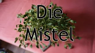 Die Mistel: Heilpflanze und Brauchtum