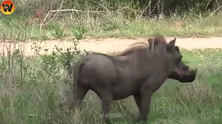 30 Crazy Moments When Animals Messed With the Wrong Warthog | Animal World