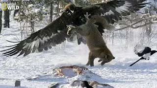 BBC - Life and hunting of large birds (hawks, eagles ...) English subtitles - Wildlife
