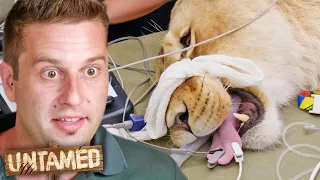 Heart Attack Risk During 180kg Lioness Surgery 😰 | Untamed Clips | Untamed