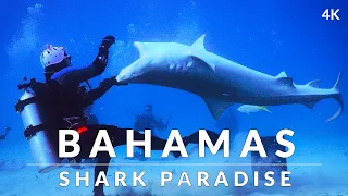 Sharks of The Bahamas (4k) - Tiger, Great Hammerhead, Lemon, Nurse and Reef sharks