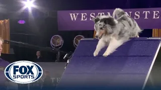Bee the Shetland Sheepdog, wins the 16" class at the 2022 WKC Masters Agility | FOX Sports