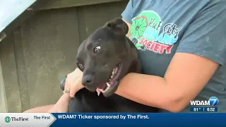 Pine Belt Pet of the Week: Willie