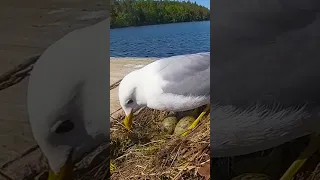 Валаамская наседка серебристая чайка