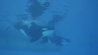 Killer Whales