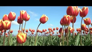 In Bloom // Skagit Valley Tulip Festival - Short Film