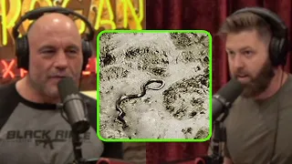 jre and Forrest galante on the biggest snake on earth with photo