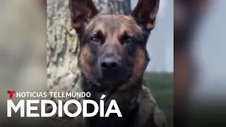 Él es Yoda, el perro policía que sometió a Cavalcante | Noticias Telemundo