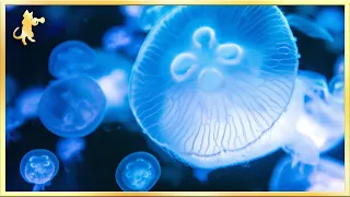 Breathtaking Jellyfish Aquarium ~ Relaxing Music for Sleep, Meditation & Yoga • 3 HOURS