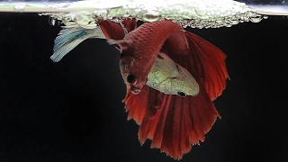 The Complete Betta Fish Life Cycle in 3 Minutes