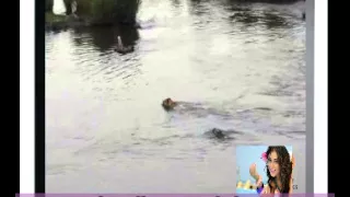 lion vs crocodile In the river 2015