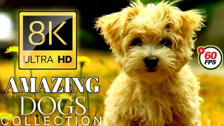Cute Dogs & Cats  Collection 8K HDR 60FPS DEMO
