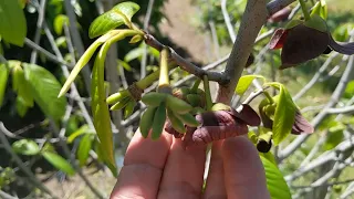 Our Azimina Triloba Paw Paw tree with hundreds of fruits on it !!! (English and Russian languages)