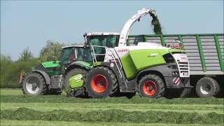 Claas Jaguar 980 Gras häckseln 2023 im Oderbruch 1. Schnitt für die Milchkühe - MAN Bergmann Volvo